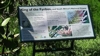 SOUTH AFRICA - Cape Town - Kirstenbosch National Botanical Garden (Video) (3gA)