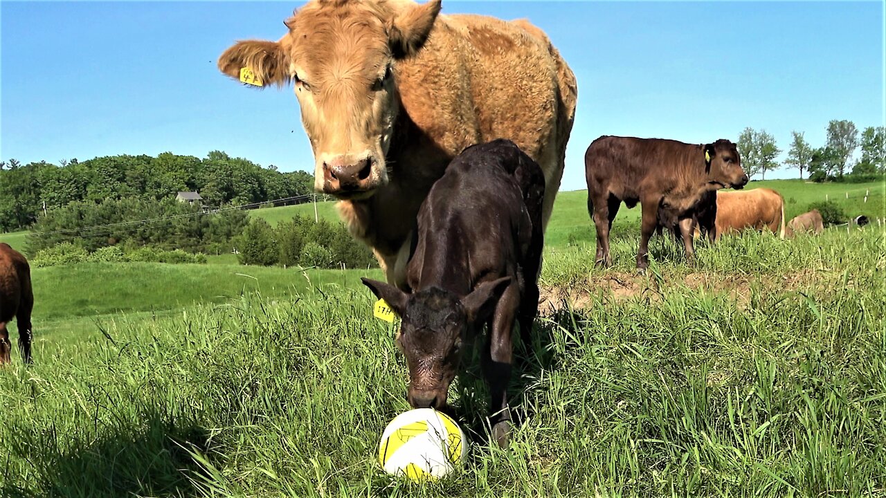 Young calf is very curious about a new ball in her meadow