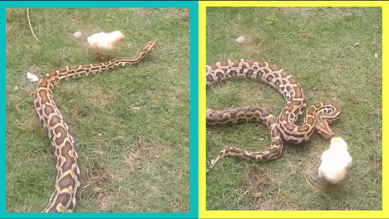 Big snake attacked by chicks