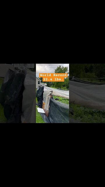 Giant Carrots #gardening #vegtables #giantfruits