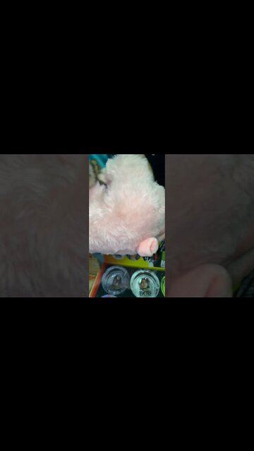 Most Amazing and trending video||relaxing your mind||trendig videos|| #shorts #trending #viral #live