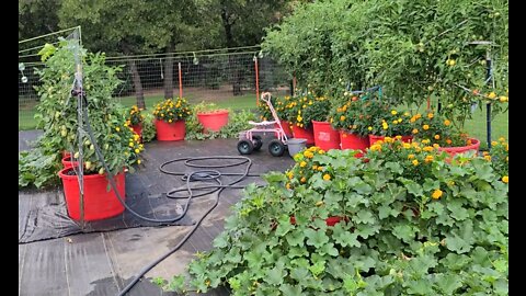 July 8 2022 Vegetable Garden Update