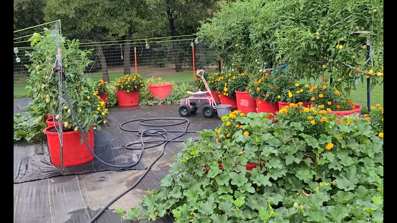 July 8 2022 Vegetable Garden Update