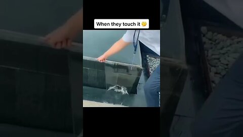 Fountain Hack Tiktok pleasurevid
