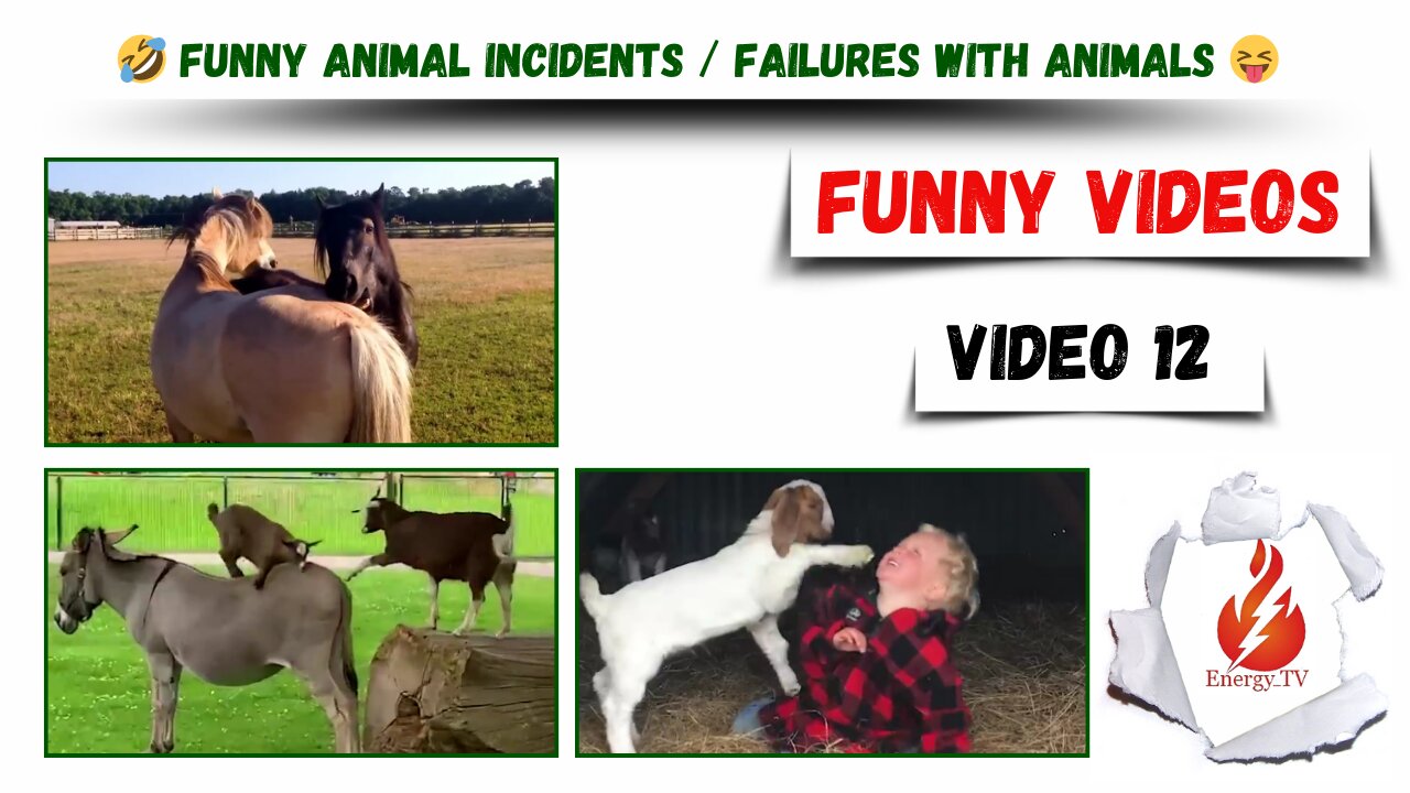 🤣 Funny videos / Funny animal incidents / Failures with animals 😝