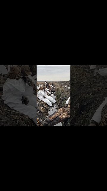 A Juvenile Swan in the decoys. #shorts #short #waterfowlhunting #outdoors @RDReynoldsOutdoors