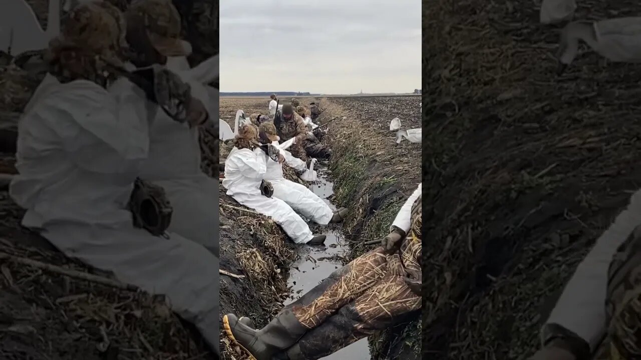 A Juvenile Swan in the decoys. #shorts #short #waterfowlhunting #outdoors @RDReynoldsOutdoors