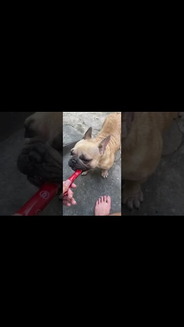 The disease is getting worse and worse the dog is very sad