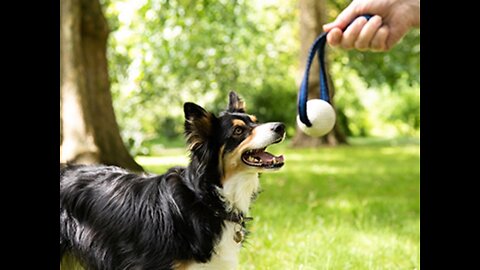 HOW TO TRAIN A DOG IN ANIMAL TRAINING