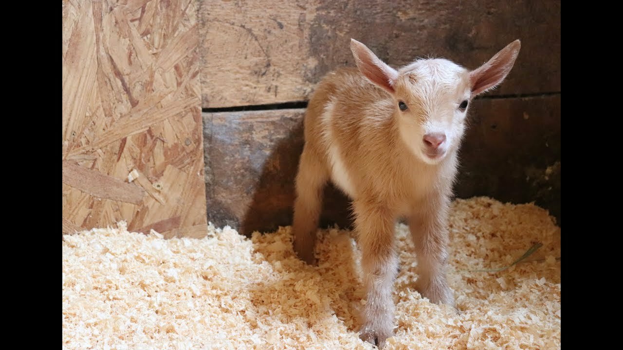 Newborn Goat Hector Makes Friends with Barn Kittens