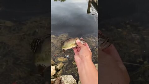 Tiny little peacock Bass!