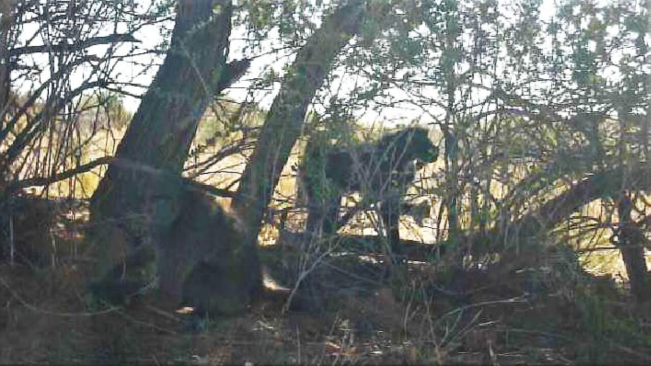 Young rescued baboons enjoying some free time in the wild