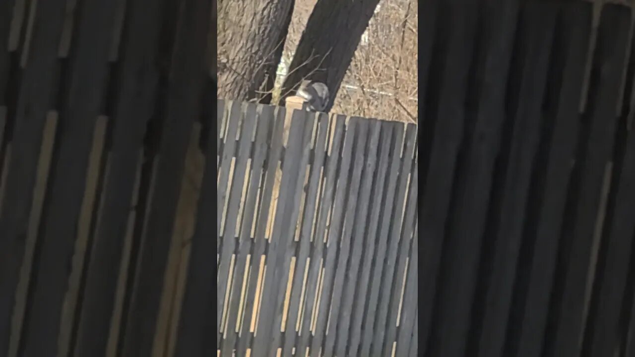 squirrel #shorts