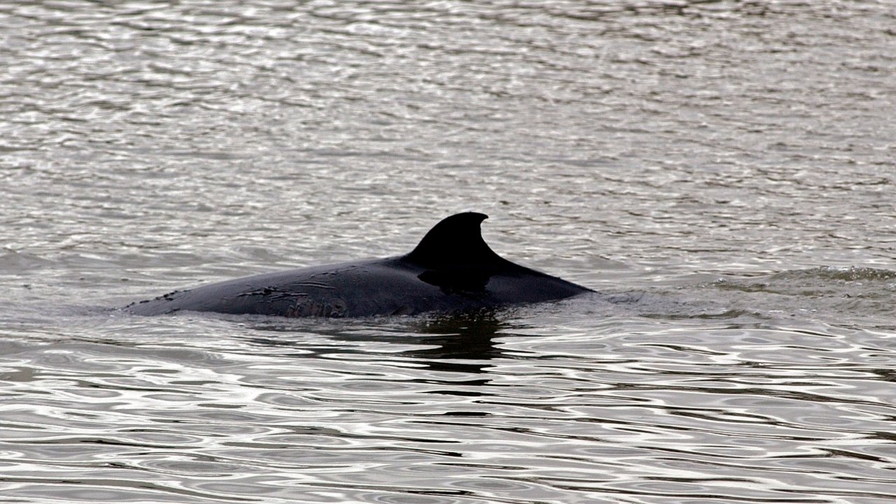 Japan Condemned For Decision To Restart Commercial Whaling