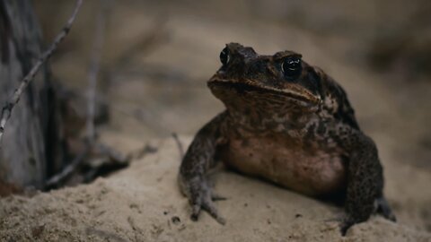 Poisonous Frog Fends Off Snake With Its Toxins