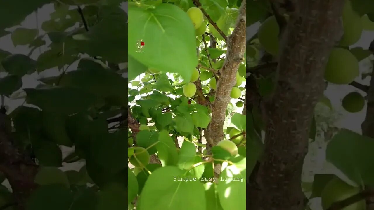 My Garden Stories| Apricot Tree bearing Fruit| #garden #apricots #spring #shorts