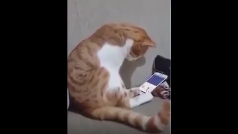 See the reaction of this cat when it hears the voice of its owner who has died