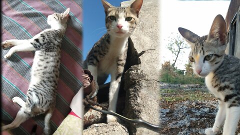 Cute Cat Playing With Me | After getting out .