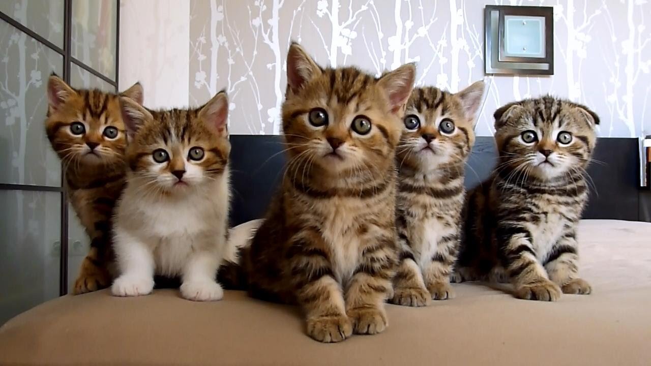 Kitty Cate & Her Kittens - So Much Cute & Crazy Fun!