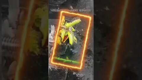 A ferocious plant