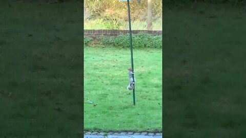 Squirrel Want To Steal Bird Food