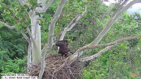 US Bald Eagle Cam Juvenile Hop is back to the Nest! 63023 19:39:05