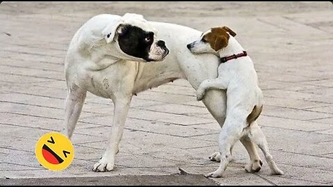 New Funny Animals 😂 Funniest Cats and Dogs Videos 😺🐶 Part 65