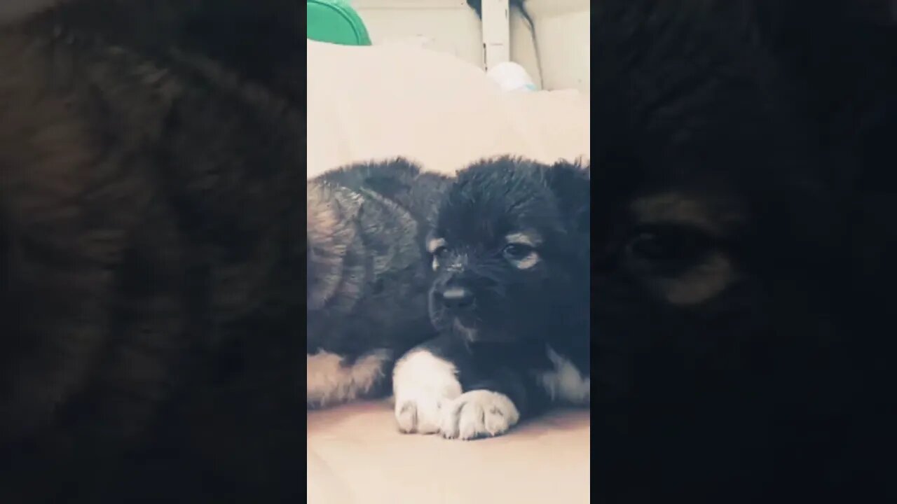 Cute Caucasian Puppies #shorts