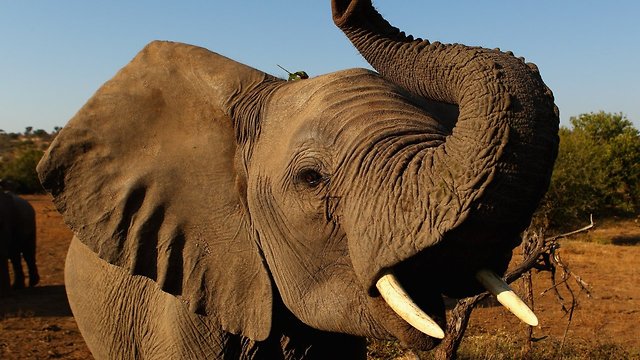 Hunters Could Soon Bring Their Elephant Trophies Home To The US