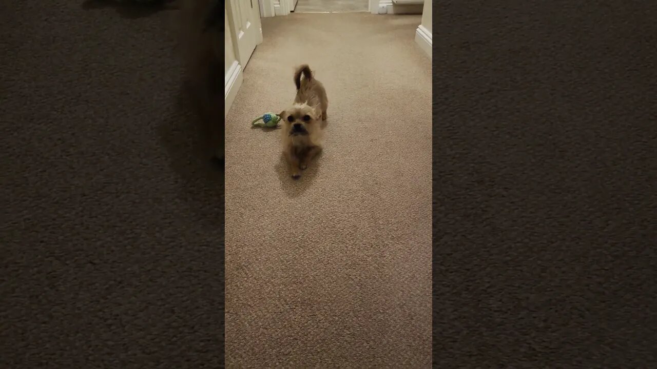 Too Much Cute 🥰