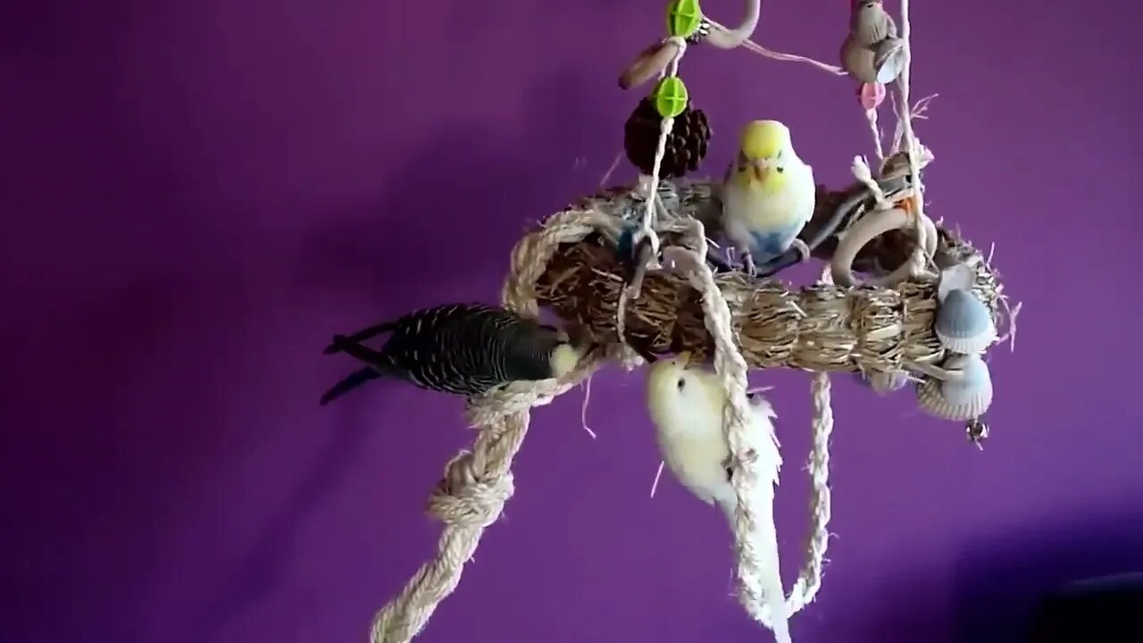 Budgies and Cockatiel Birds Playing and Feeding