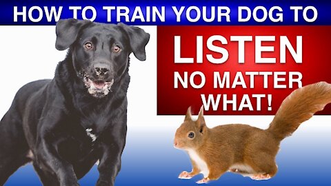 Teach your dog to Listen | Why your dog Won't Listen to you | Professional Dog Training