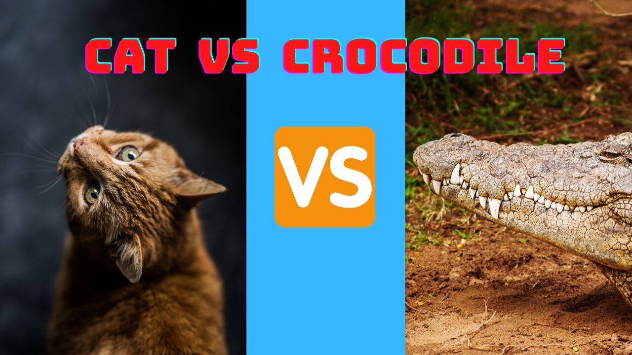 CAT VS CROCODILE