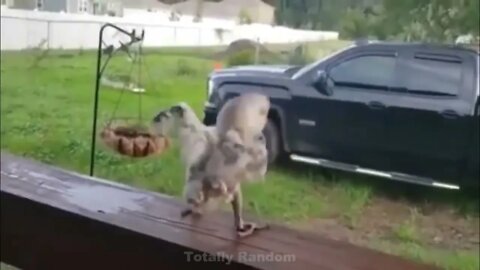 Funny videos of the week