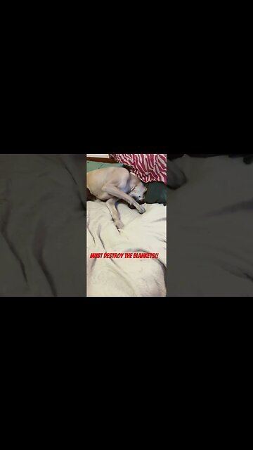 She has to get to the sheets!!!🤣🤣🤣 #dogs #dog #dogshorts #funny #happy #animals #doglover #cute