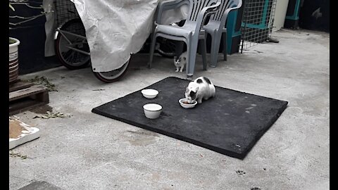 Attack of the young cat(43day old cat - part2)