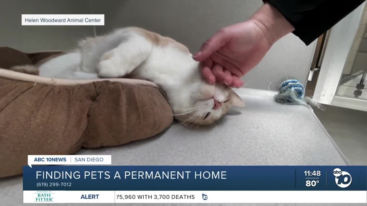 Pet of the week: Fern