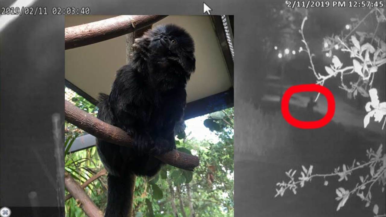 Reward increased to $6,000 in search for monkey stolen from Palm Beach Zoo