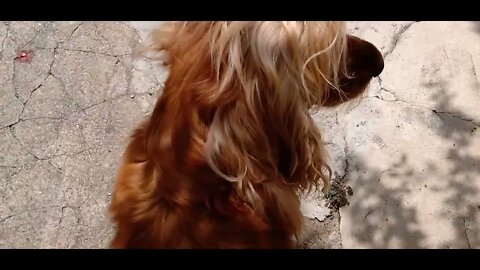 #dogshow , #animals , #dog , #shorts