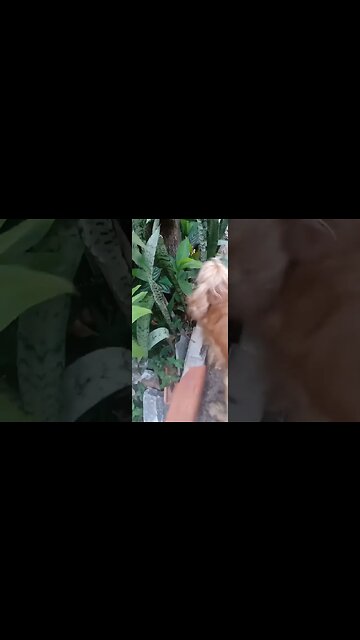 #dogshow , #animals , #dogs , #shorts