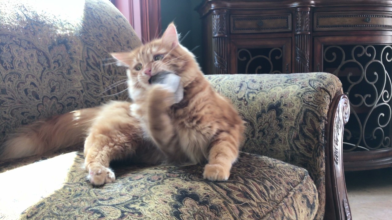 Happy Cat Addicted To His Catnip Mouse Toy