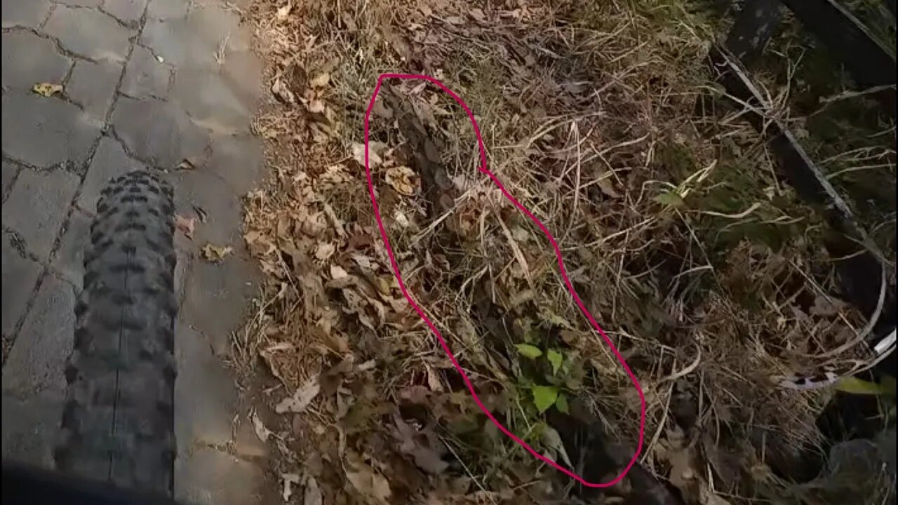 Close encounter with a snake