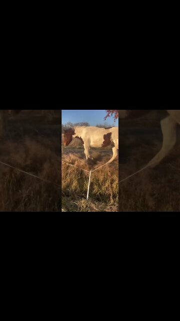 My Rescue Pony Escapes Again: A Short Film