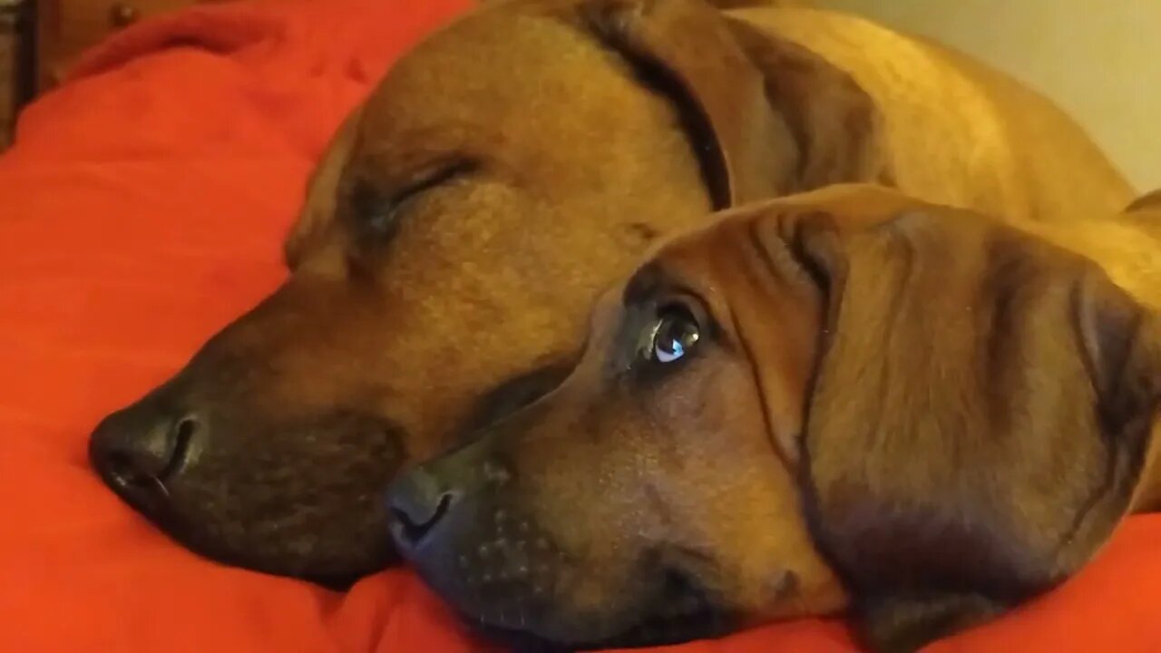 Adorable Puppy Seems to Say Bedtime Prayers Of Thanks For New Home