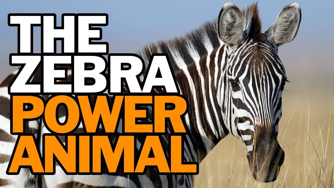 The Zebra Power Animal