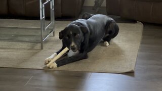 Ruby. A rescue dog from Texas. Now a Canadian