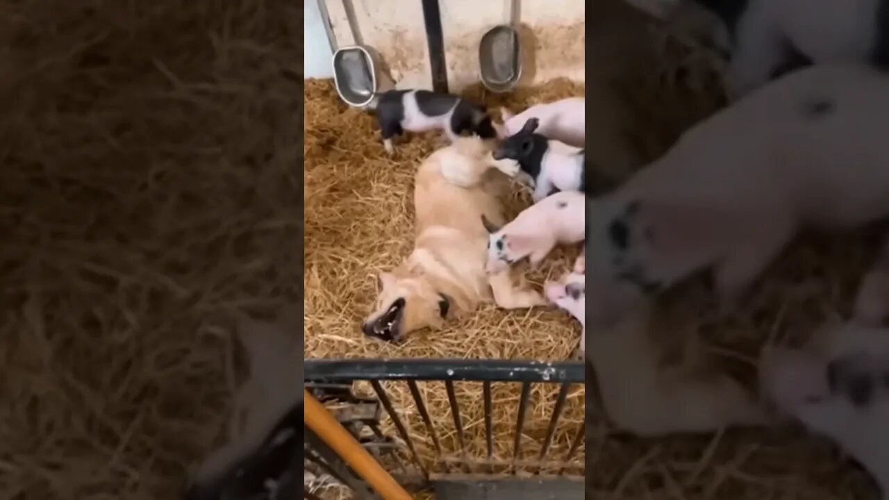 man's best friend and his pigs #best #dog #life #goldenretriever