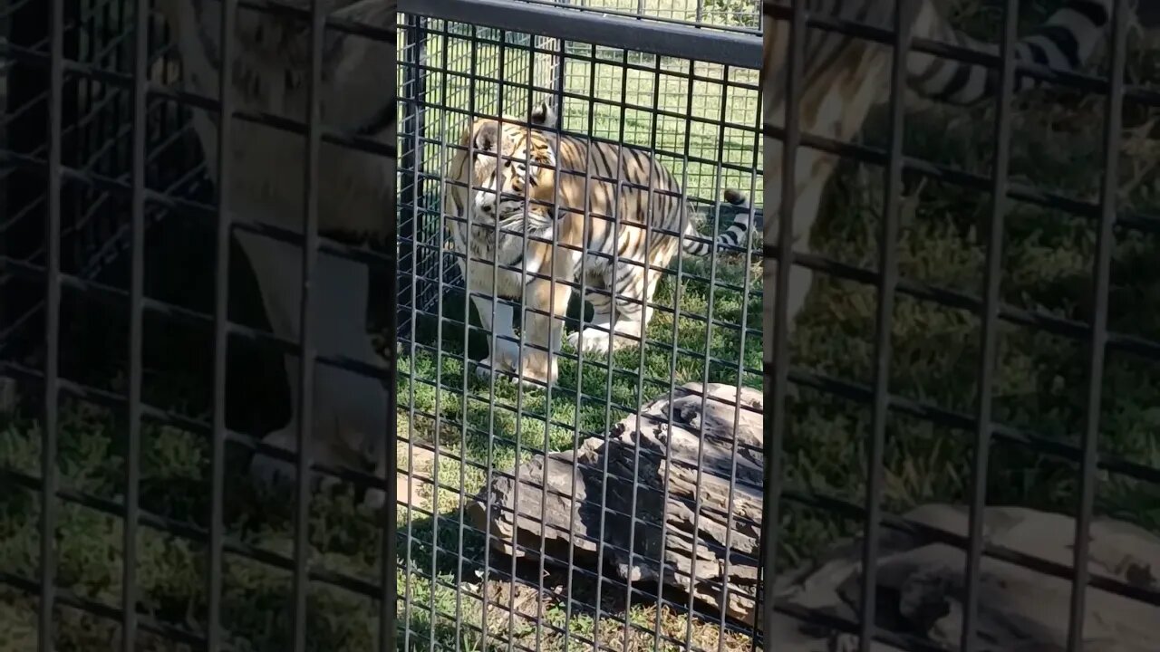 Tiger Peeing