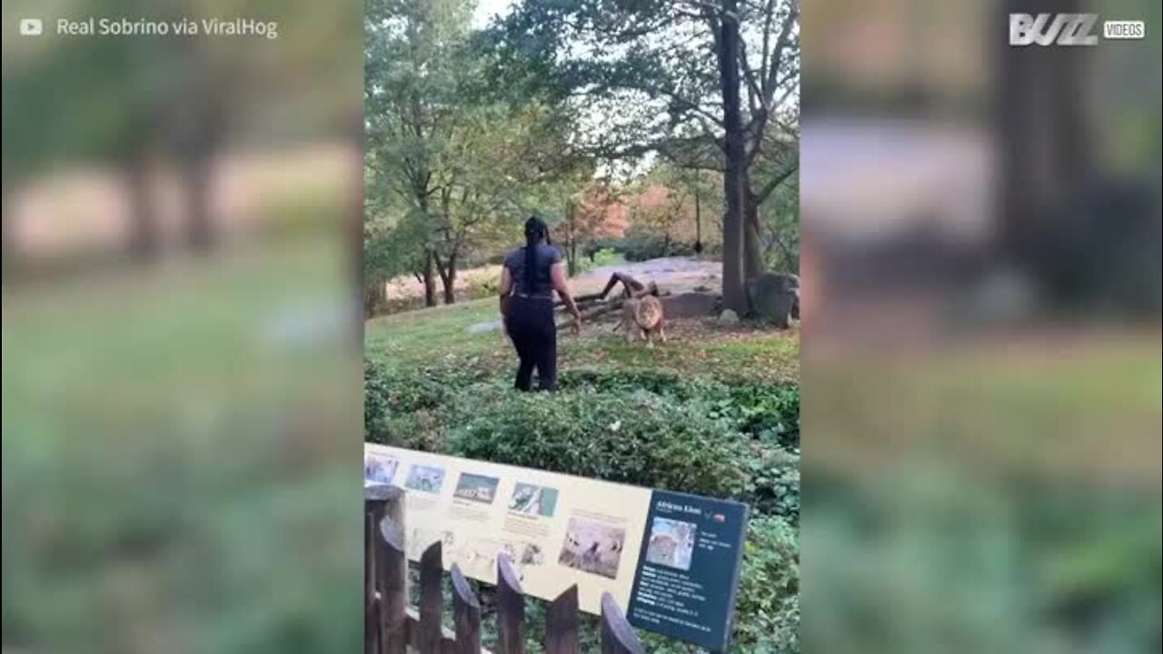 Senhor invade recinto de leões no Zoo de Brooklyn