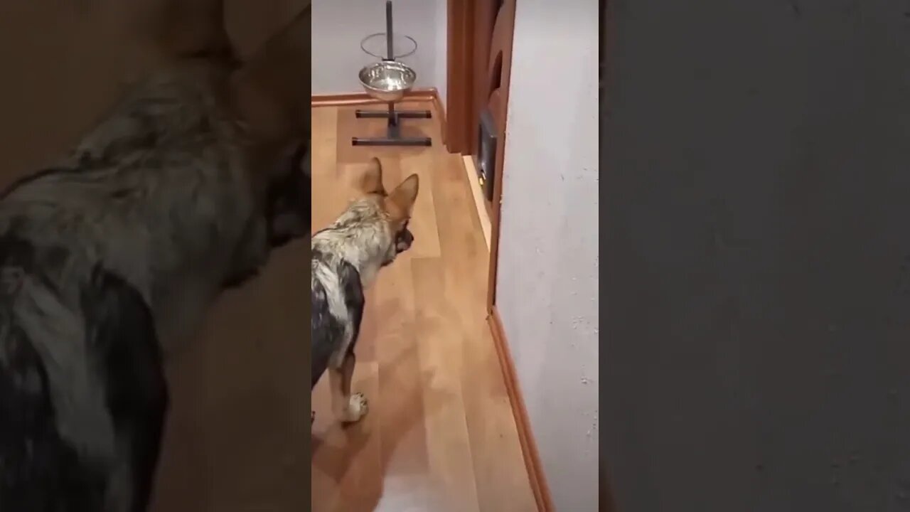 OMG !👀👀 So Very Funniest pets Very Cute Moment #shorts